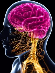 nervous system
